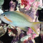 fotoğraf Akvaryum Balıkları Pseudanthias, yeşil