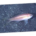 Threadtail anthias. Photo and care