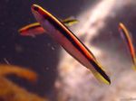 Nuotrauka Akvariumas Žuvys Trachinops, dryžuotas
