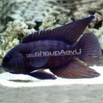 Photo Aquarium Fish Paraplesiops, Spotted