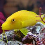 Goldsaddle Goatfish (Żółty Goatfish)