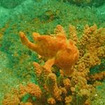 Photo Freckled frogfish (Antennarius coccineus), Spotted