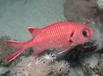 Hvite Kanter (Blotcheye Soldierfish) marin fisk (sjøvann)  Bilde