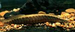 Mastacembelus Circumcinctus sladkovodne ribe  fotografija