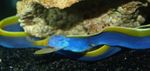 Photo Aquarium Fish blue ribbon eel (Rhinomuraena quaesita), Blue