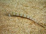 Filamented Sand Eel Diver (Spotted Sand Diver)