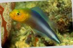 Double Striped Dottyback