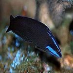 φωτογραφία τα ψάρια ενυδρείου Springeri Dottyback (Pseudochromis springerii), Μαύρος