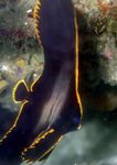 Pinnatus Batfis morske ribe  fotografija