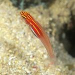 Gull Neon Eviota Goby (Neon Pygmy Goby) sjávar fiskur (sjó)  mynd