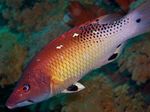Kırmızı Diana Domuz Balığı