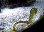 სურათი აკვარიუმის თევზი Tiger კუდი Seahorse (Hippocampus comes), ყვითელი