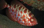 Sklenené Oko Squirrelfish