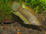 Macropodus chinensis Photo and care