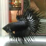 фотографија Акваријумске Рибице Сиамесе Фигхтинг Фисх (Betta splendens), црн
