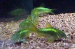照 观赏鱼 Corydoras Aeneus, 绿