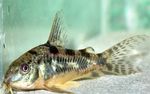 Peppered Cory Cat Photo and care