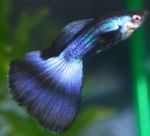 foto Peixes de Aquário Guppy (Poecilia reticulata), Azul