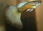 φωτογραφία τα ψάρια ενυδρείου Χρωματιστό Ψαράκι (Poecilia reticulata), Χρυσός