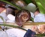 fotografija Sladkovodnih školjk Ramshorn Polž (Planorbis corneus), rjava