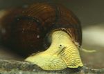 照 蚬 兔蜗牛Tylomelania (Tylomelania towutensis), 黄