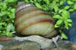 Japanese Trapdoor Snail (Pond) Photo and care