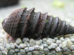 fénykép édesvízi kagyló Pachymelania Fusca, fekete