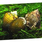 фотографија Слатководна Шкољка Hairly Snail (Thiara cancellata), жут