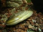 fotografija Sladkovodnih školjk Klapavice Slikarjevega (Unio pictorum), zelen
