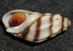 fotografija Sladkovodnih školjk Melanopsis Costata (Melanopsis-costata), črtasto