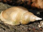 დიდი აუზით Snail