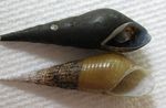Фото Тұщы су былқылдақ денелілер Snail Ұзақ Тұмсықты (Stenomelania torulosa), сорғылт қоңыр