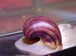 საიდუმლო Snail, ვაშლის Snail სურათი და ზრუნვა