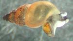 Foto Saldūdens Gliemežu Jaunzēlande Dubļu Gliemezis (Potamopyrgus antipodarum), bēšs