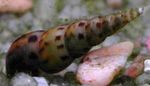 Malaysian Trumpet Snails Photo and care