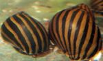 Zebra Snail