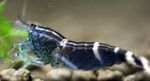 蓝蜜蜂虾