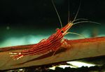 红线虾