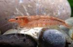 Foto Acuario  camarón (Potimirim americana), rojo