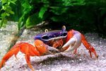 Pacific Land Crab, Rainbow Crab