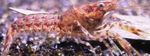 Nuotrauka Akvariumas Cambarellus Diminutus vėžys, rudas