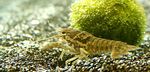 fotoğraf Akvaryum Siyah Alacalı Kerevit (Procambarus enoplosternum), kahverengi