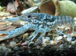 Fil Akvarium Svart Fläckig Kräftor (Procambarus enoplosternum), blå