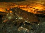 Fil Akvarium Atya Scabra räkor (Atya scabra, Atya margaritacea), brun