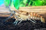 Photo Aquarium Procambarus Spiculifer crayfish, brown