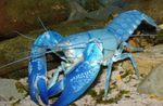 Foto Acuario Yabby Cian cangrejo de río (Cherax destructor), azul