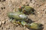 fénykép Akvárium Cián Yabby rák (crayfish) (Cherax destructor), zöld