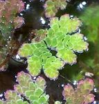 Bilde Akvarium Planter Fairy Mose Azolla bregner (Azolla caroliniana), grønn