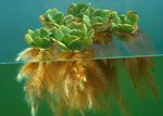 照 鱼缸植物 水浮莲 (Pistia stratiotes), 绿