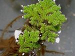 Фото Аквариум өсімдіктер Azolla Fern папоротники (Azolla filiculoides), жасыл